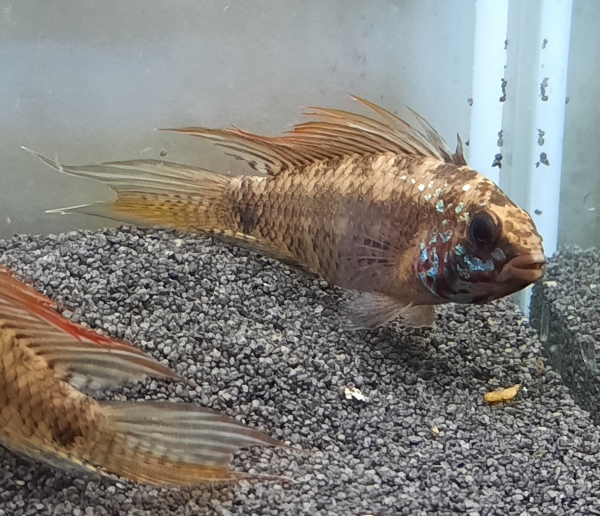 Breitbinden Zwergbuntbarsch,hochflossig, Apistogramma piaroa
